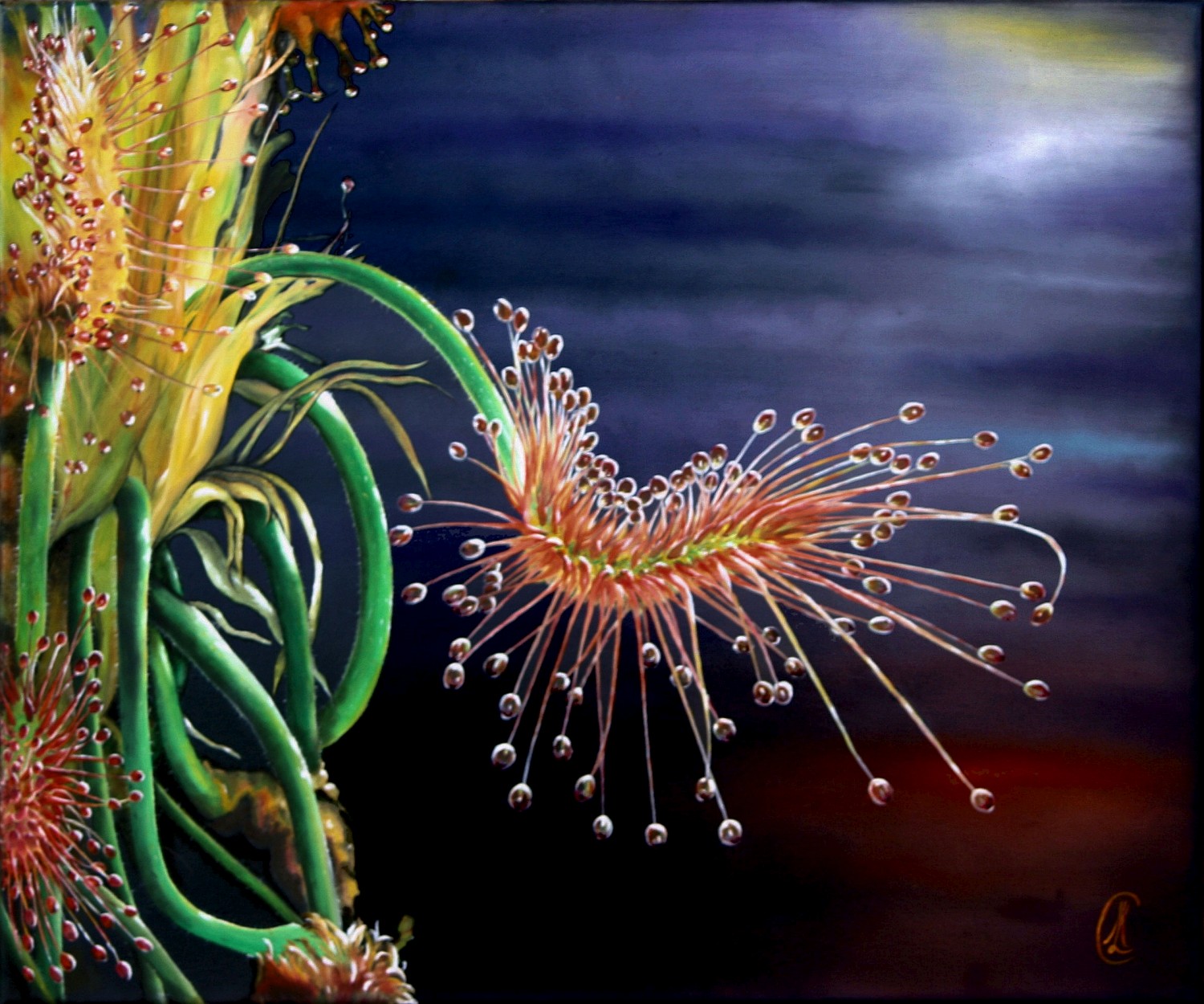 drosera Huile sur toile : 55x46 cm