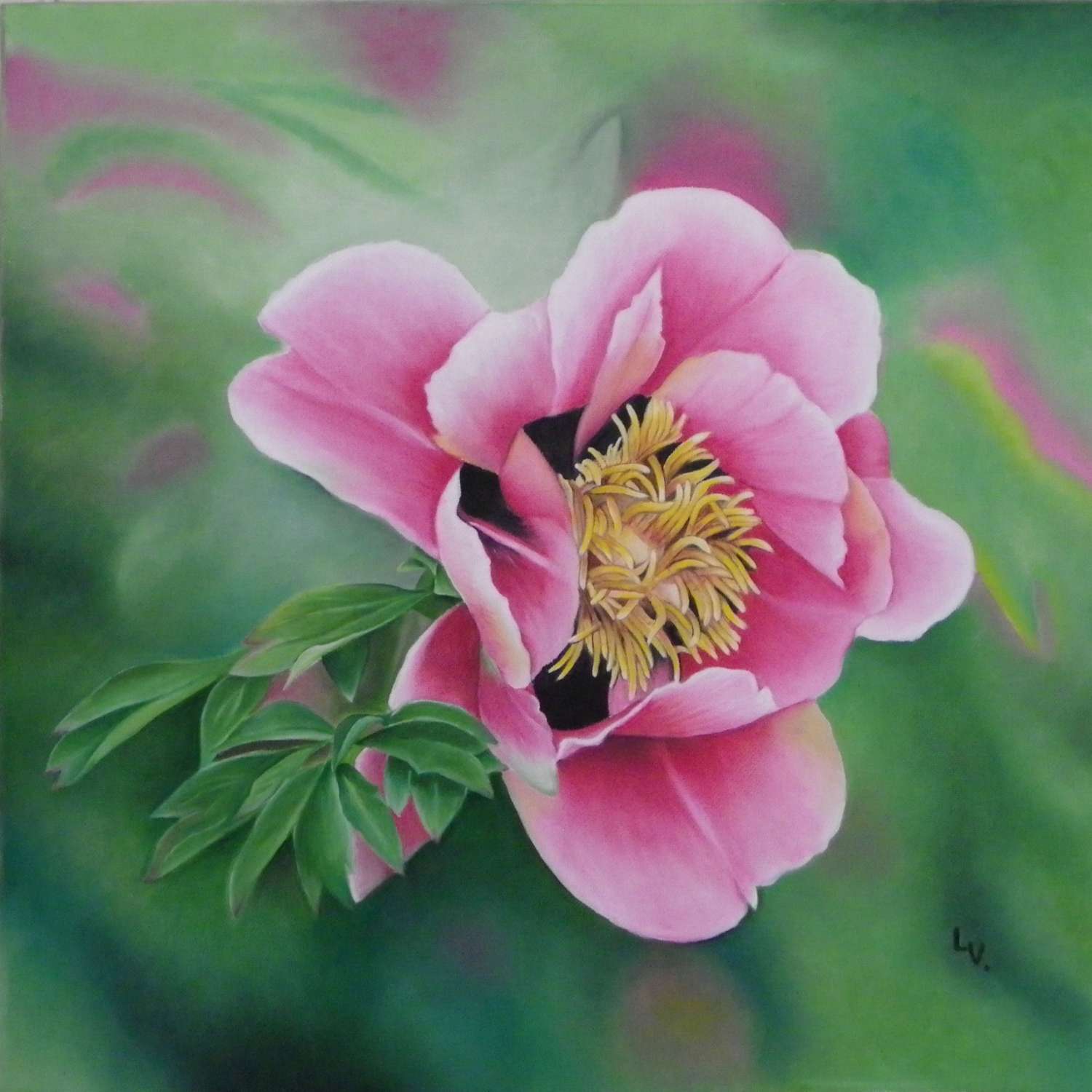 pivoine_40x40